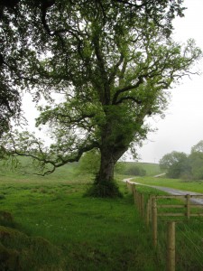 ein Baum